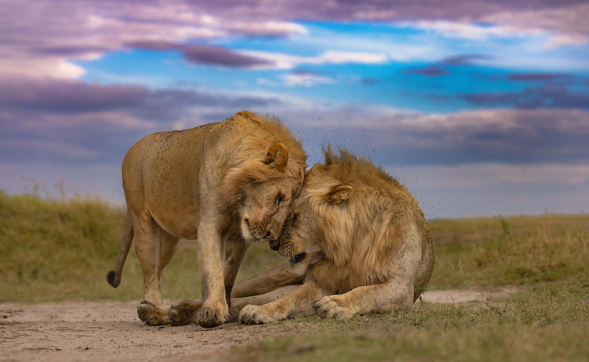 Roar of the Wild: Unforgettable Wildlife Adventures in Magical Kenya - Unforgettable Wildlife Encounters