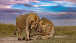 5 Reasons Why Kenya Should Be On Every Wildlife Lover's Bucket List