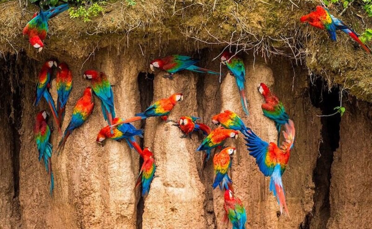 Photo: Courtesy of Tambopata National Park Photo: Courtesy of Tambopata National Park