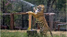 Rajasthan Weather: राजस्थान की गर्मी की जानवरों की 'मौज', खाने में परोसी जा रही आइसक्रीम, सत्तू और तरबूज