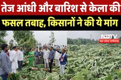 Burhanpur News : तेज आंधी और बारिश से Banana की फसल तबाह, किसानों ने की ये मांग Burhanpur News : तेज आंधी और बारिश से Banana की फसल तबाह, किसानों ने की ये मांग