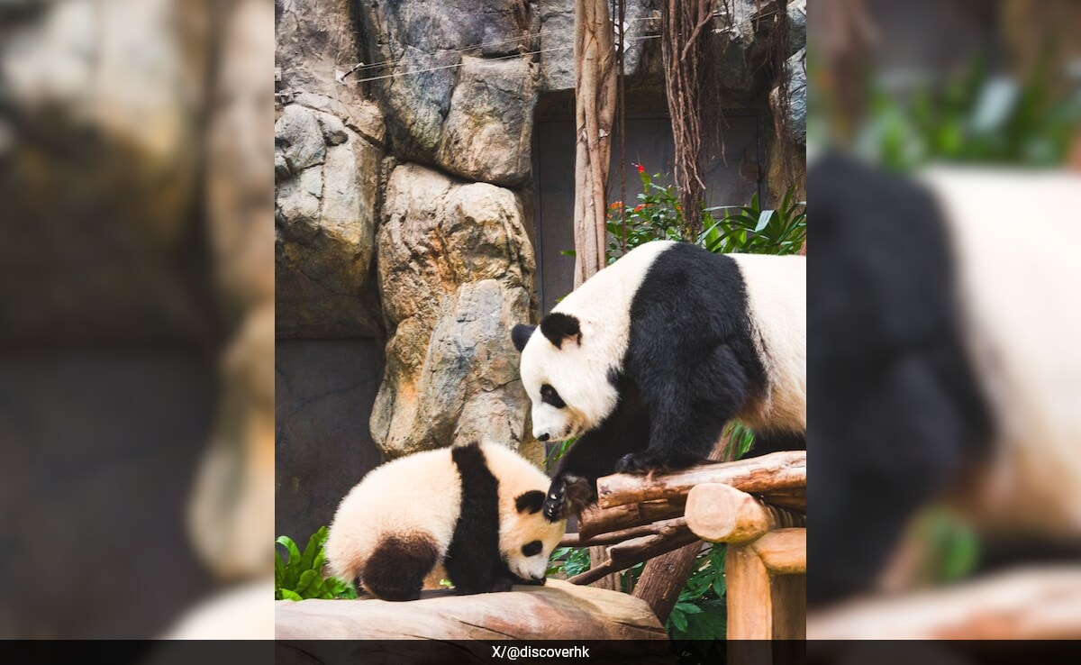 Хонконг Преместете се през Dim Sum и Skyline Selfies Hong Kong