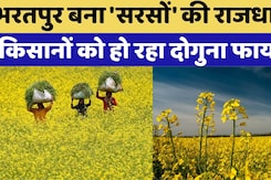 Bharatpur News: Bharatpur बना 'Mustard' की राजधानी, Farmers ऐसे पा रहे दोगुना फायदा Bharatpur News: Bharatpur बना 'Mustard' की राजधानी, Farmers ऐसे पा रहे दोगुना फायदा