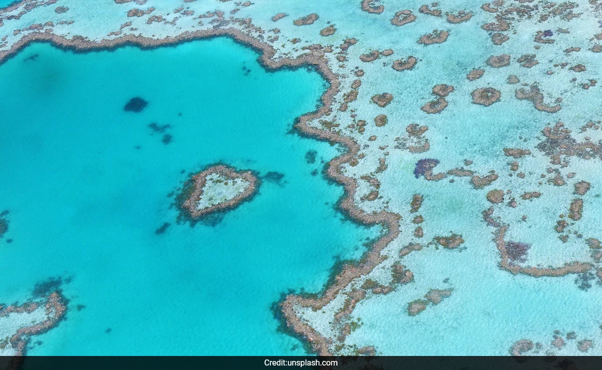 Man Dies After Shark Attack On Australia's Great Barrier Reef