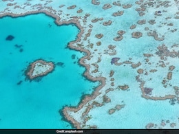 Man Dies After Shark Attack On Australia's Great Barrier Reef