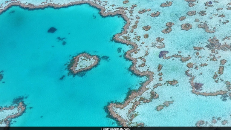 Man Dies After Shark Attack On Australia's Great Barrier Reef