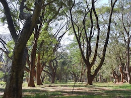 No Baby Shoots, Modelling, Reels: New Restrictions In Bengaluru's Cubbon Park