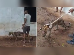 बीमार तेंदुए को कुत्ता समझ बैठे लोग, गले में दुपट्टा बांधा, घुमाया और ली सेल्फी, राजस्थान से शर्मनाक वीडियो वायरल बीमार तेंदुए को कुत्ता समझ बैठे लोग, गले में दुपट्टा बांधा, घुमाया और ली सेल्फी, राजस्थान से शर्मनाक वीडियो वायरल