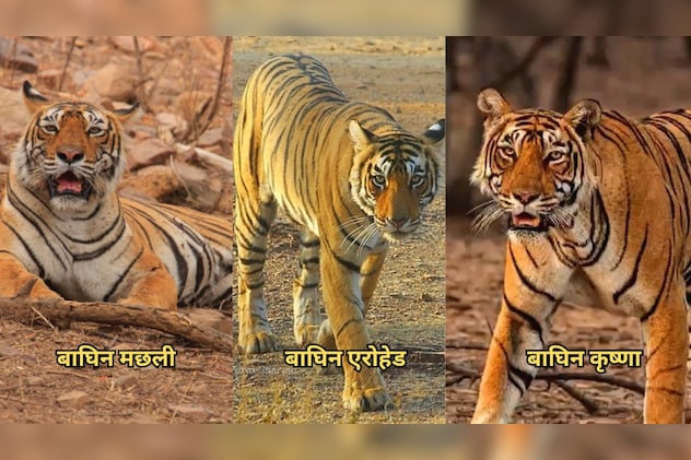 बाघिन मछली( दाएं) एरोहेड( बीच में) बाघिन कृष्णा (बाएं) बाघिन मछली( दाएं) एरोहेड( बीच में) बाघिन कृष्णा (बाएं)