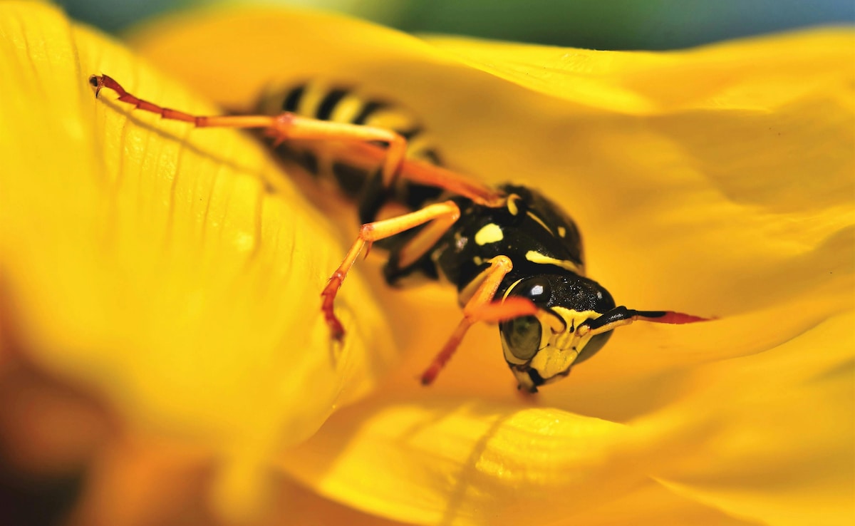 Wasp Sting Treatment in Hindi | Tataiya Kat Le To Kya Kare | Tataiya Bite Treatment | Tataiya Kat Le To Kya Kare | Pili Tataiya Katne Ka Ilaj | Tataiya In English | Tataiya Bite Remedy | Tataiya Kate To Kya Karna Chahie | Tataiya Ka Dank Kaise Nikale | tataiya ki sujan kaise utare | tataiya ki sujan kaise kam kare | tataiya ki sujan ka ilaj | ततैया काटने का इलाज | पीली बरैया के काटने का घरेलू उपचार क्या है | ततैया ने काटा तो क्या करें | ततैया काटने का इलाज | ततैया काटने की सूजन कैसे उतारे | पीली ततैया के काटने पर क्या लगाना चाहिए | पीली बरैया के काटने का घरेलू उपचार | बरैया काटने का तुरंत इलाज | ततैया काटने पर दर्द का इलाज | wasp sting home remedy in hindi | ततैया के डंक का इलाज | Wasp sting treatment at home | How to treat wasp sting swelling | Home remedies for wasp sting pain | What to do if stung by a wasp | Yellow jacket sting treatment | Wasp sting swelling remedy | Immediate relief from wasp sting | Wasp sting first aid Latest and Breaking News on NDTV