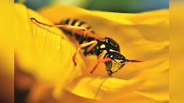 Radioactive Wasp Nest Discovered At Former US Nuclear Facility