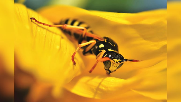 Radioactive Wasp Nest Discovered At Former US Nuclear Facility