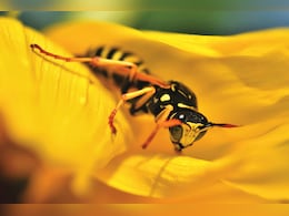 Radioactive Wasp Nest Discovered At Former US Nuclear Facility Radioactive Wasp Nest Discovered At Former US Nuclear Facility