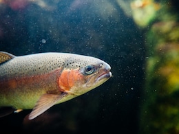 Fish Endure Intense Pain Up To 20 Minutes When Killed, New Study Finds Fish Endure Intense Pain Up To 20 Minutes When Killed, New Study Finds