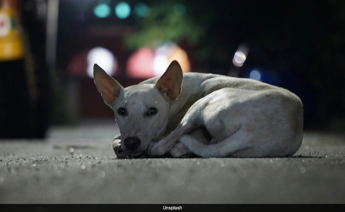 обезпокоително видео разпространяващо в социалните медии изобразява куче което е