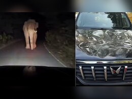 Mahindra Scorpio-N vs Elephant: Watch What Happens Next In Viral Video