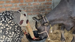 Buffaloes On Paper, Cream In Power: Scheme Meant For Tribals Milks The System