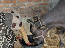 Buffaloes On Paper, Cream In Power: Scheme Meant For Tribals Milks The System Buffaloes On Paper, Cream In Power: Scheme Meant For Tribals Milks The System