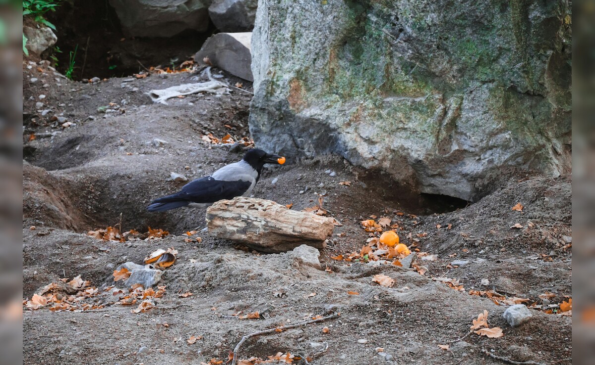 Latest and Breaking News on NDTV Latest and Breaking News on NDTV