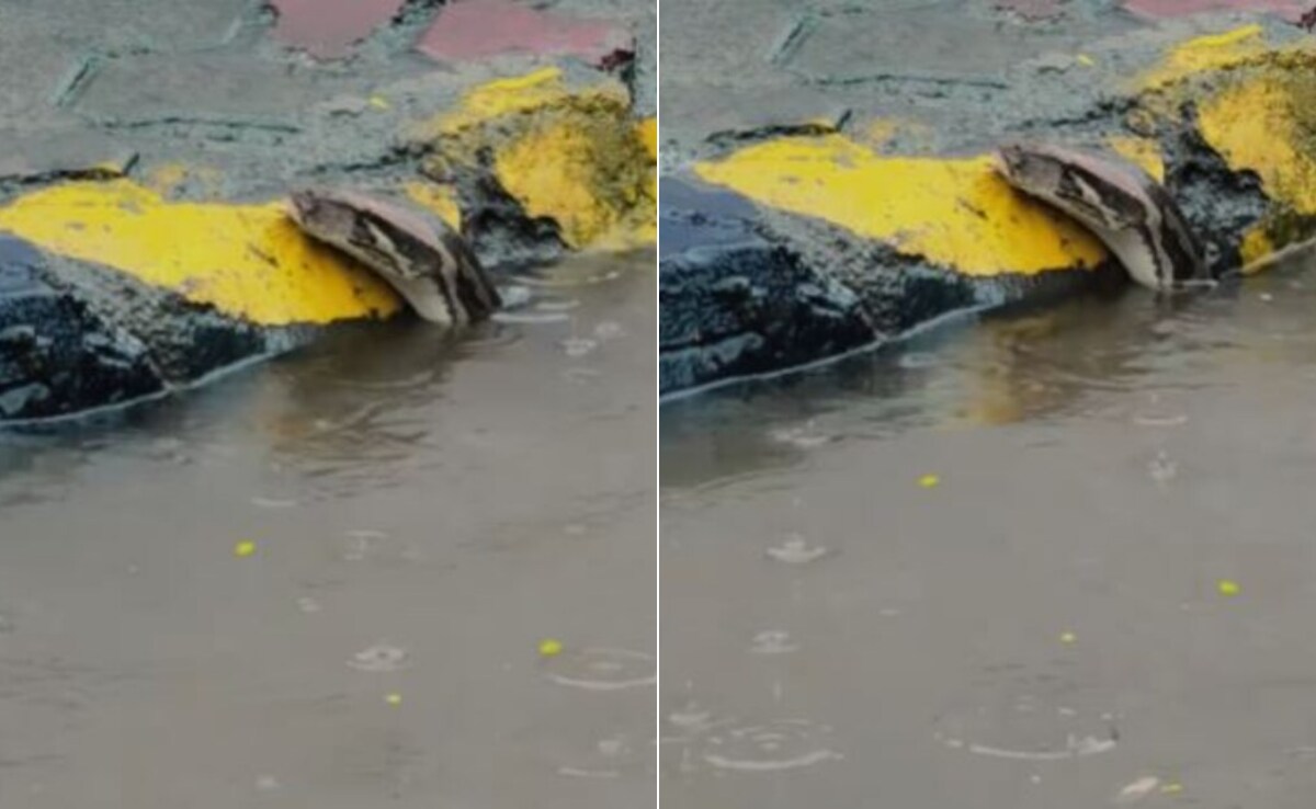 सड़क पर भरे पानी में चलते-फिरते लोगों के बीच अचानक दिखा विशालकाय अजगर ...