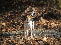 Abandoned Dog Saves Buddhist Monk From Bear Attack In Japan Abandoned Dog Saves Buddhist Monk From Bear Attack In Japan
