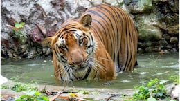हाड़ौती के लिए बड़ी खुशखबरी! कोटा-बूंदी के टाइगर रिजर्व में शिफ्ट होंगे 7 बाघ-बाघिन, तेंदुए भी आएंगे