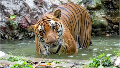 हाड़ौती के लिए बड़ी खुशखबरी! कोटा-बूंदी के टाइगर रिजर्व में शिफ्ट होंगे 7 बाघ-बाघिन, तेंदुए भी आएंगे