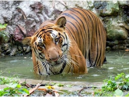 हाड़ौती के लिए बड़ी खुशखबरी! कोटा-बूंदी के टाइगर रिजर्व में शिफ्ट होंगे 7 बाघ-बाघिन, तेंदुए भी आएंगे हाड़ौती के लिए बड़ी खुशखबरी! कोटा-बूंदी के टाइगर रिजर्व में शिफ्ट होंगे 7 बाघ-बाघिन, तेंदुए भी आएंगे