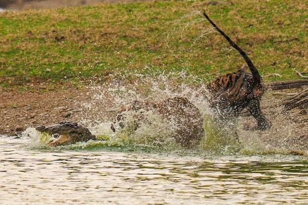 करीब 2 से 3 मिनट तक भीषण लड़ाई करीब 2 से 3 मिनट तक भीषण लड़ाई