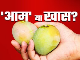 कितना मीठा, कितना महंगा? इस साल कैसी रही है आम की फसल, मिठास, मार और मंडी का क्या  है गणित कितना मीठा, कितना महंगा? इस साल कैसी रही है आम की फसल, मिठास, मार और मंडी का क्या  है गणित