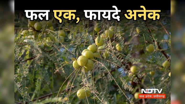 Amla Benefits: वजन कम करने में भी रामबाण है आंवला, जानें- इसके सेवन के और क्या हैं फायदे