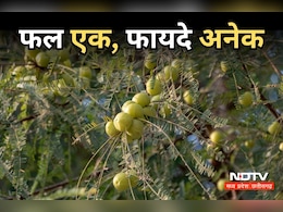 Amla Benefits: वजन कम करने में भी रामबाण है आंवला, जानें- इसके सेवन के और क्या हैं फायदे Amla Benefits: वजन कम करने में भी रामबाण है आंवला, जानें- इसके सेवन के और क्या हैं फायदे