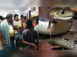 इसने ही काटा है...महिला को काटने वाले सांप को डब्बे में लेकर अस्पताल पहुंचे परिजन, मरीज की मौत इसने ही काटा है...महिला को काटने वाले सांप को डब्बे में लेकर अस्पताल पहुंचे परिजन, मरीज की मौत