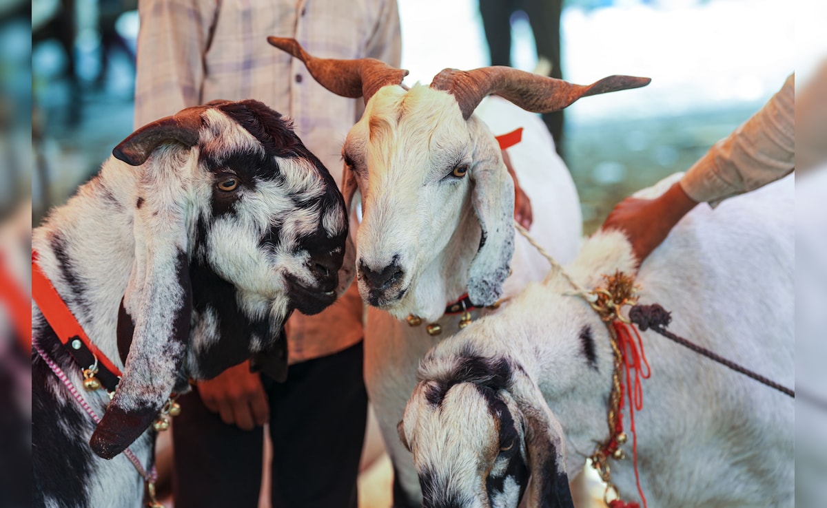 Latest and Breaking News on NDTV Latest and Breaking News on NDTV