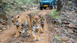 Sariska's Tigers Await Rajasthan Government vs Opposition Boundary Showdown