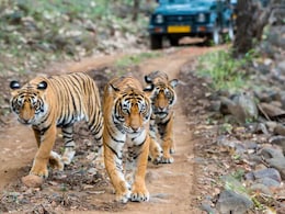 International Tiger Day 2025: Home To 3,682 Tigers, India Now Global Leader In Tiger Conservation International Tiger Day 2025: Home To 3,682 Tigers, India Now Global Leader In Tiger Conservation