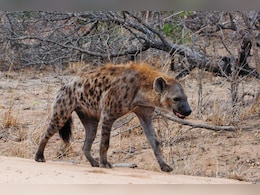Hyena Spotted Near Madhya Pradesh Village Where 6 Died In Attack By Unidentified Animal Hyena Spotted Near Madhya Pradesh Village Where 6 Died In Attack By Unidentified Animal