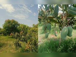 धौलपुर के एक ही बाग़ में 24 नस्लों के आम, देश-विदेश में घुल रही यहां के आमों की मिठास, बढ़ रही डिमांड  धौलपुर के एक ही बाग़ में 24 नस्लों के आम, देश-विदेश में घुल रही यहां के आमों की मिठास, बढ़ रही डिमांड