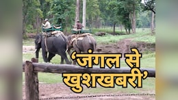 Wildlife Conservation के लिए खुशखबरी: No. One पर&nbsp;कान्हा टाइगर रिजर्व;  क्यों खास है WII की रिपोर्ट?