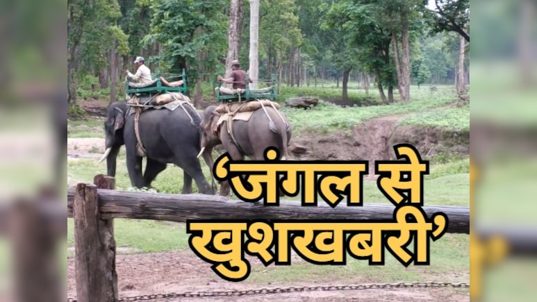 Wildlife Conservation के लिए खुशखबरी: No. One पर कान्हा टाइगर रिजर्व;  क्यों खास है WII की रिपोर्ट?