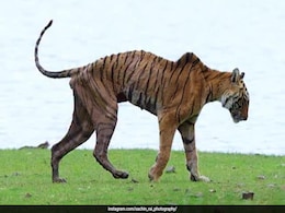 Watch: Ranthambore's Iconic Tigress Arrowhead's Final Walk Captured On Camera Watch: Ranthambore's Iconic Tigress Arrowhead's Final Walk Captured On Camera