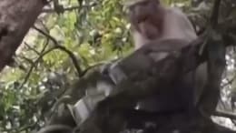Watch: Monkey Steals Money From Tourist In Tamil Nadu, Then Does This