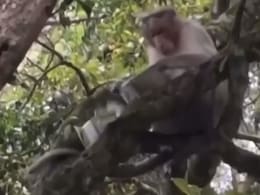 Watch: Monkey Steals Money From Tourist In Tamil Nadu, Then Does This Watch: Monkey Steals Money From Tourist In Tamil Nadu, Then Does This