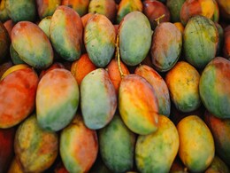Why Do Mangoes Turn Brown Inside? The Science Behind Spoiled Mangoes And How To Avoid It Why Do Mangoes Turn Brown Inside? The Science Behind Spoiled Mangoes And How To Avoid It