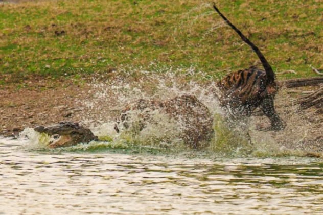 शिकार करती हुई मशहूर बाघिन टी 84    शिकार करती हुई मशहूर बाघिन टी 84