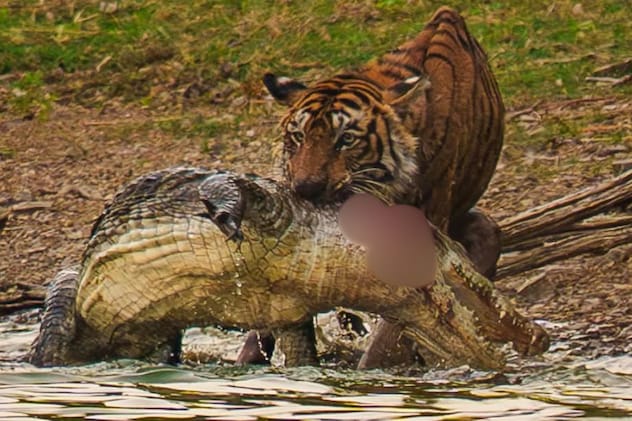 जबड़ों में पकड़कर पानी से बाहर  जबड़ों में पकड़कर पानी से बाहर