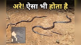 Snake Bite Death: सांपों की दुश्मनी में इंसान बना बलि का बकरा, जमीन पर सो रहे युवक की मौत