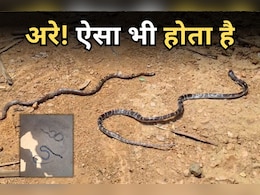Snake Bite Death: सांपों की दुश्मनी में इंसान बना बलि का बकरा, जमीन पर सो रहे युवक की मौत Snake Bite Death: सांपों की दुश्मनी में इंसान बना बलि का बकरा, जमीन पर सो रहे युवक की मौत