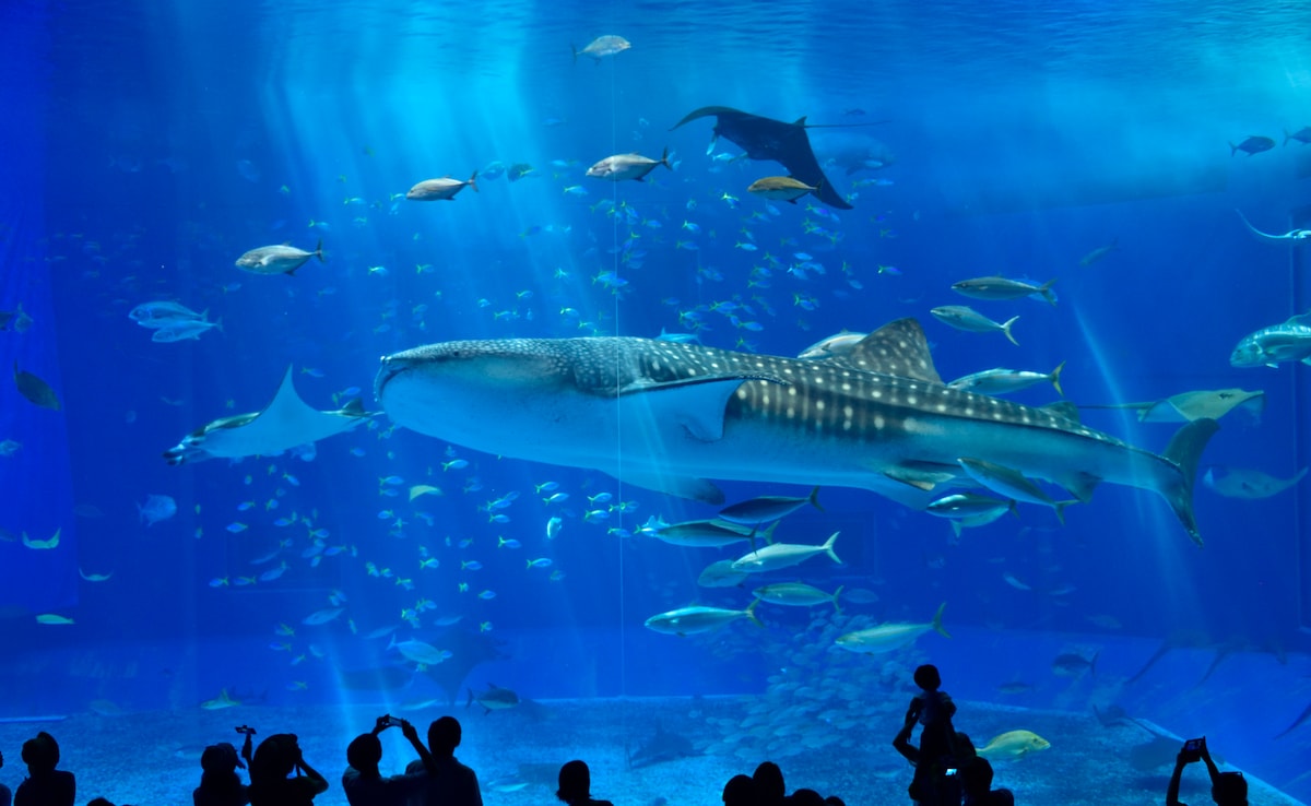Photo: Courtesy of Okinawa Churaumi Aquarium Photo: Courtesy of Okinawa Churaumi Aquarium
