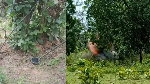 Bijapur News: आईईडी विस्फोट में कोबरा बटालियन का जवान घायल, ड्यूटी के दौरान चपेट में आया, सर्च ऑपरेशन शुरू